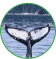 Click here to see our collection of whale fluke images.