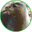 Click here to see our collection of monk seal images