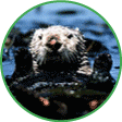 Click here to see our collection of sea otter images