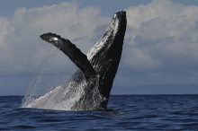 Humpback Whales - October 2006 through June 2007