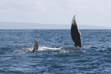Humpback Whales - October through December 2007