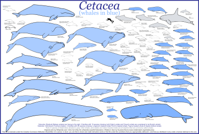 Whale Size Comparison