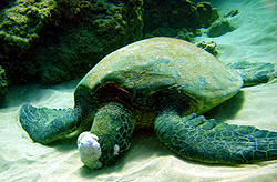 turtle with fibropappiloma