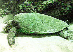 turtle with fibropappiloma