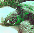 Mala Turtle