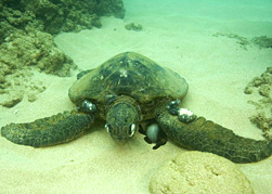 turtle with fibropappiloma