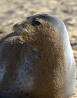 Dolly the monk seal