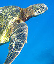 Mala Turtle